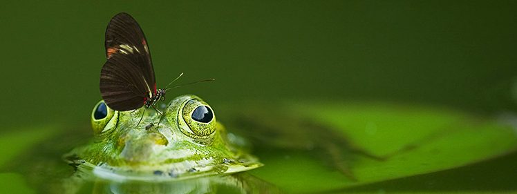 Long wing butterfly on frog