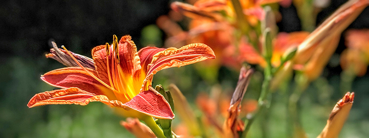 Butterfly Weed