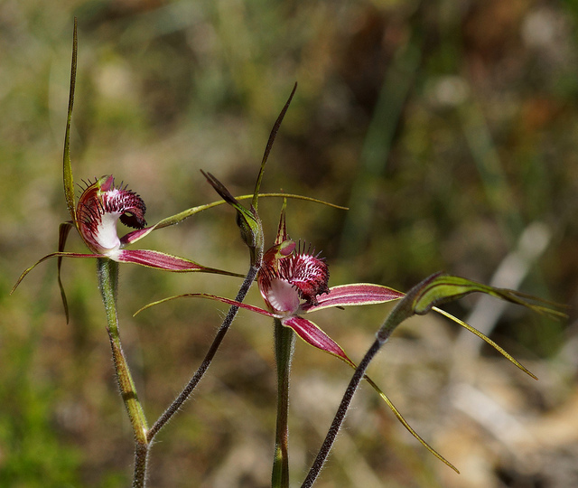 Caladenia arenicola, spider orchid flowers