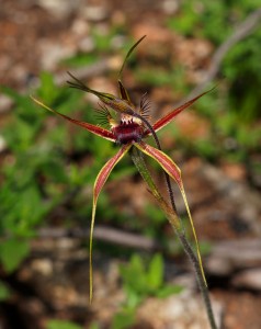 Caladenia brownii flower