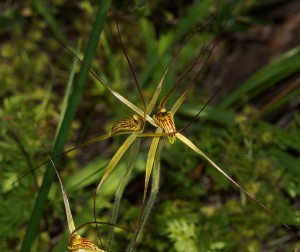 Caladenia caesarea flower