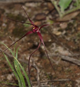 Caladenia dundasiae flower