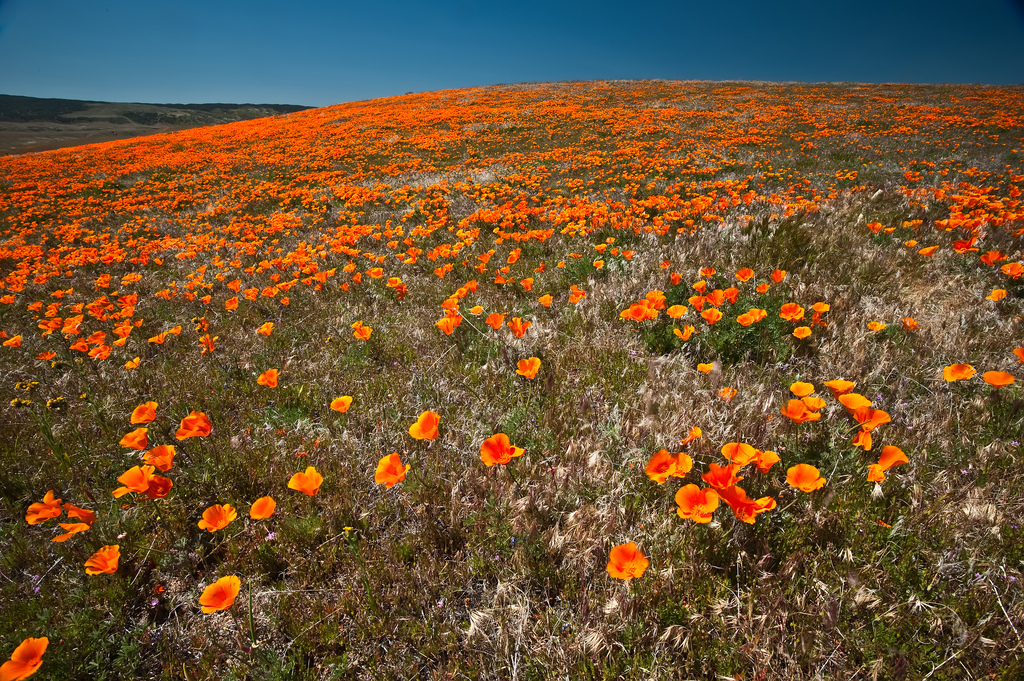 Poppy Flowers in bloom