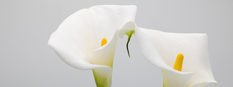Sympathy Flower: Two Calla Lilies