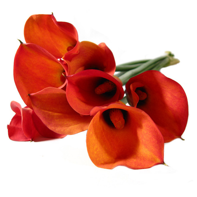 Calla Lilies