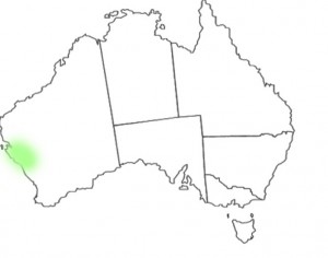 Calytrix brevifolia distribution