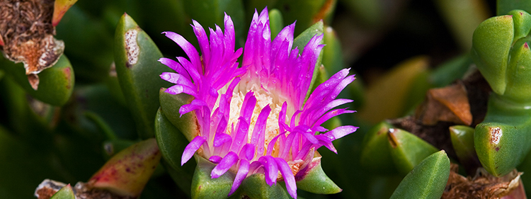 Karkalla Flower