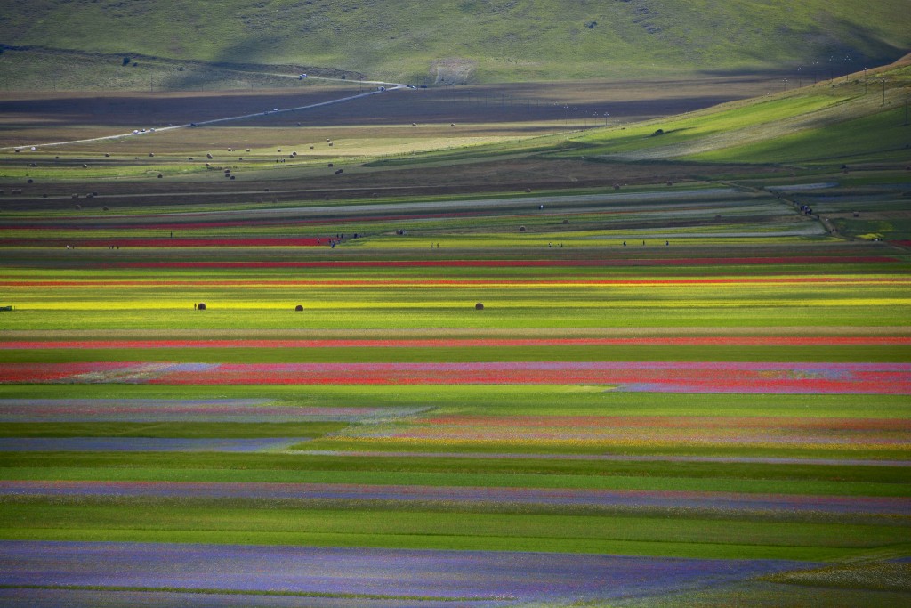 Castelluccio di Norcia flowers