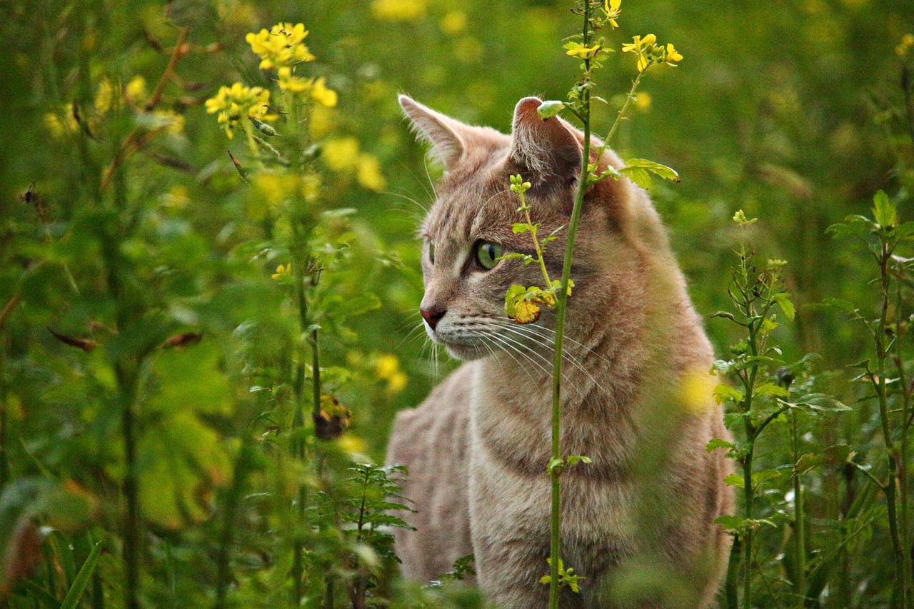 It Wasn’t Curiosity That Killed the Cat – It Was Callas!