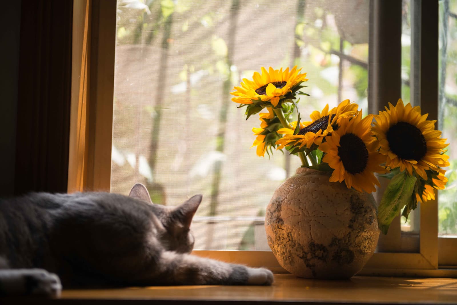 Warning: Lilies can be deadly to your cat
