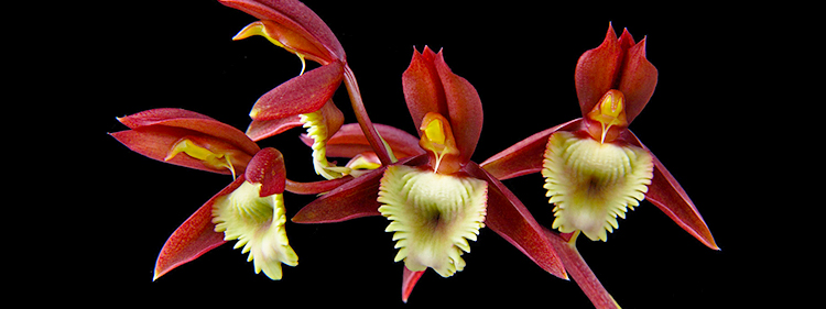Catasetum Orchid