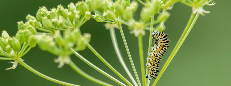 Caterpillar on Green Plant