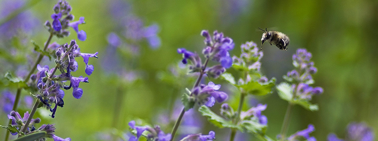 Catnip Plants