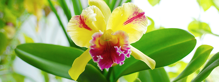 Cattleya Flower