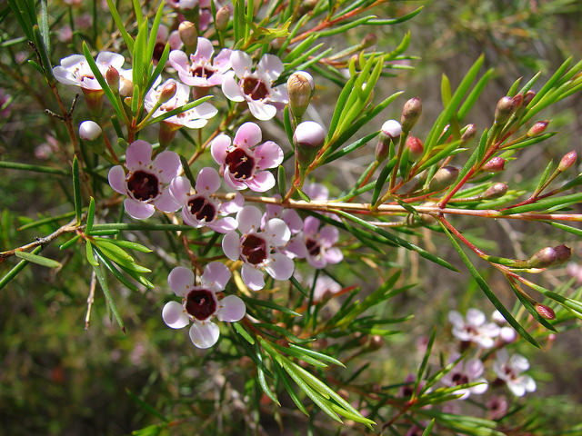 Chamelaucium uncinatum flowers