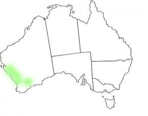 Chamelaucium uncinatum map