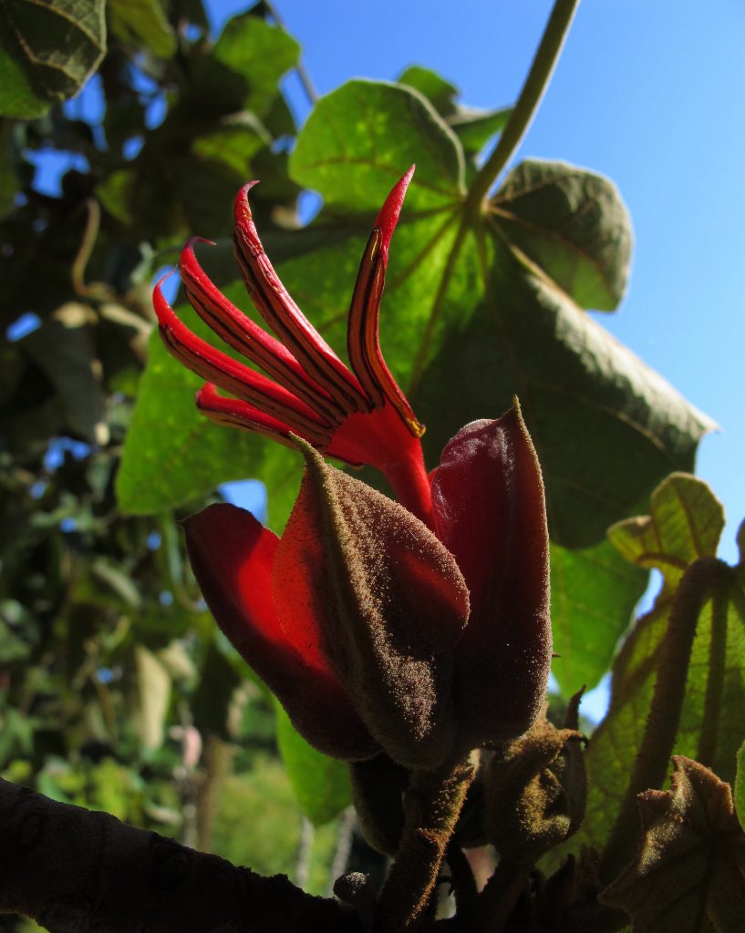 Chiranthodendron pentadactylon