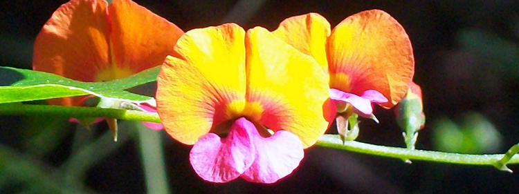 Heart-leaf Flame Pea Flowers
