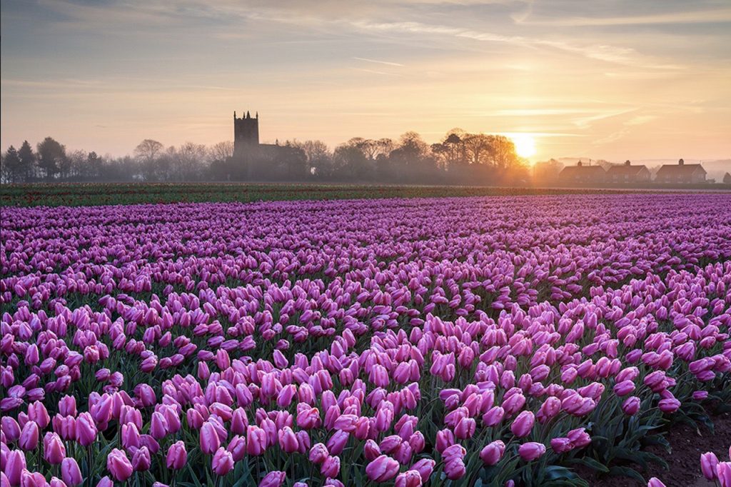 Tulips sunrise