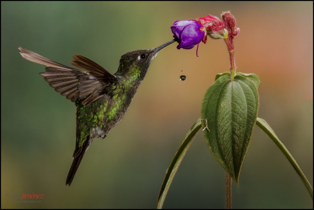 Magnificent Hummingbird (Eugenes fulgens) at San Gerardo de Dota, Costa Rica.