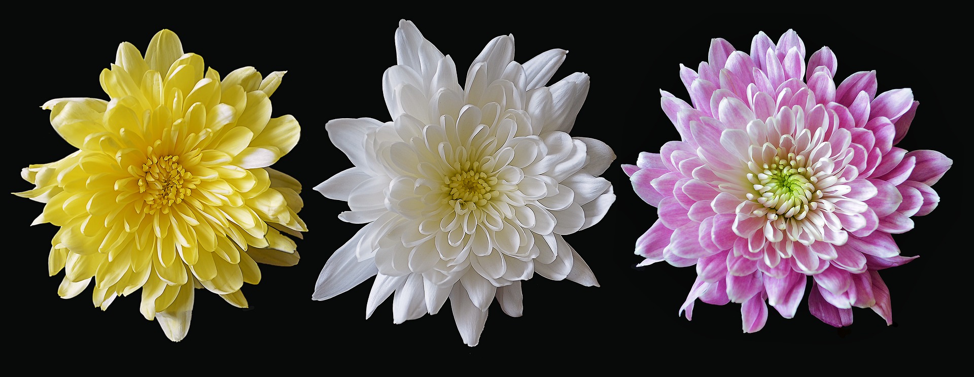 The Best Chrysanthemum Suppliers in the Anglosphere