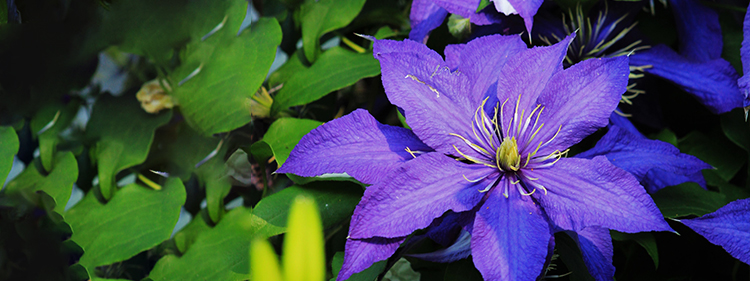 Clematis flowers