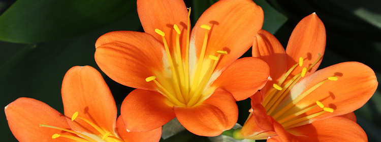 Fire Lily