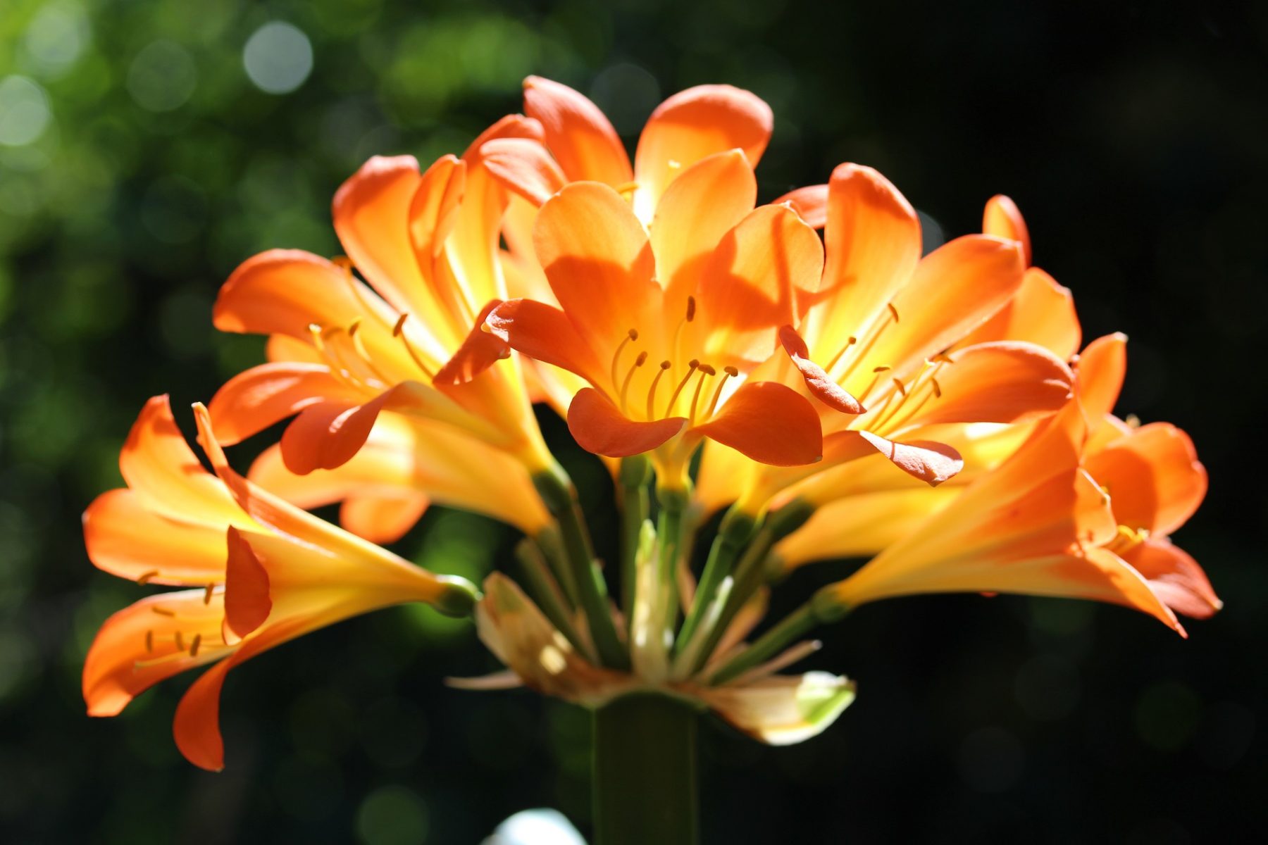 Growing Clivias: Everything You Need to Know