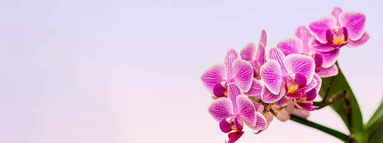 Orchids