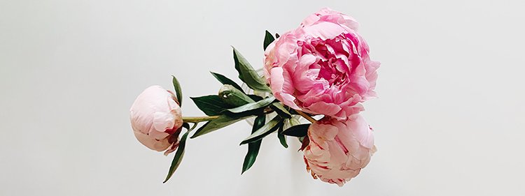 Peony Flower