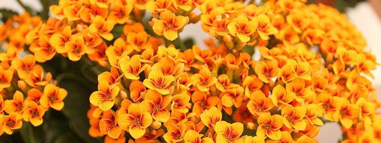 Yellow and Red Kalanchoe Flowers