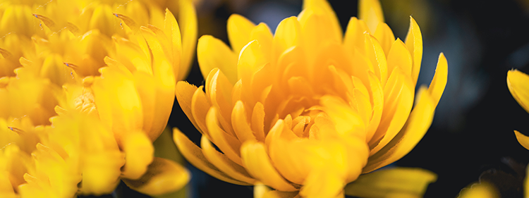 Yellow Chrysanthemuns