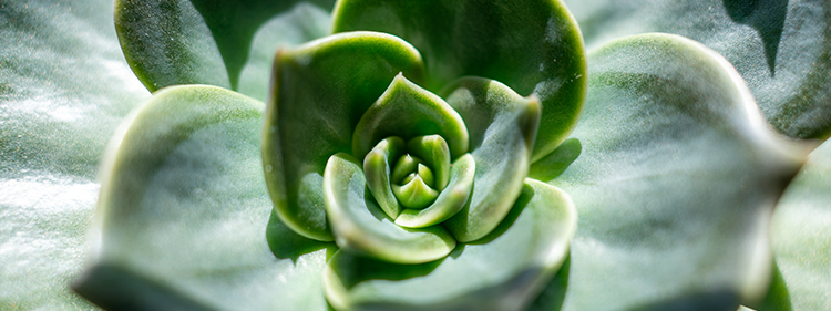 Jade Plant Flower