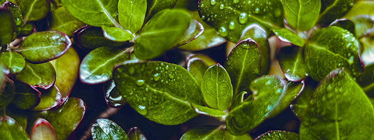 Coprosma plant