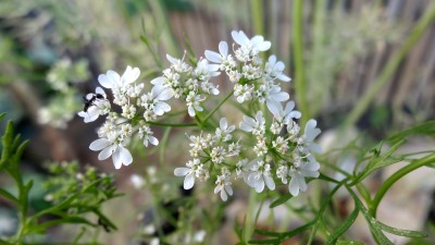 Corianderflower