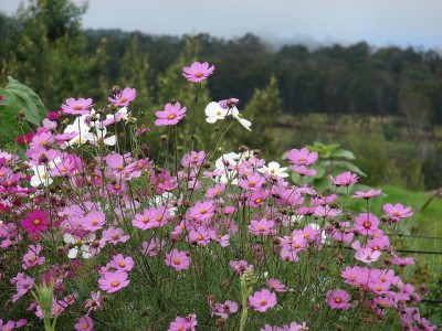 Cosmos bipinnatus Flowers