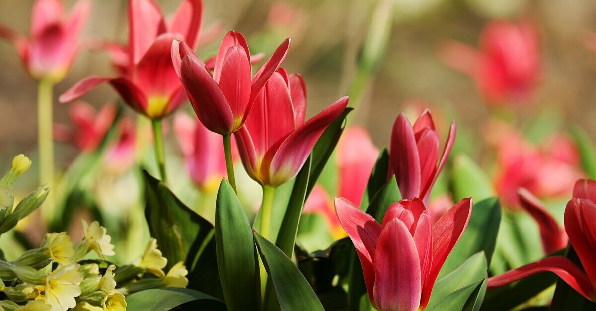 The A–Z of Flower Species: An Alphabetical Journey Through the World’s Most Fascinating Blooms