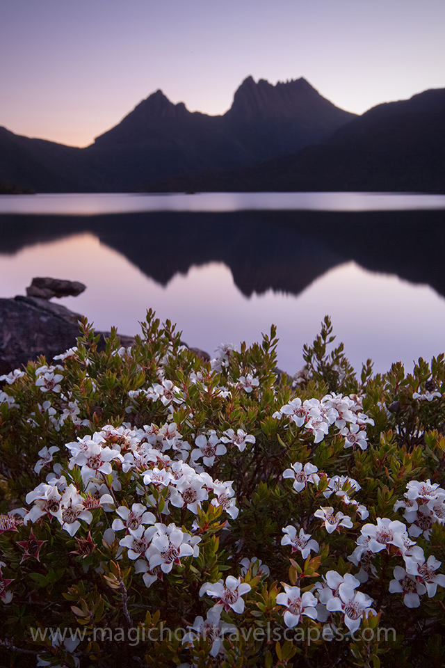 Cradle mountain with flowers in foreground