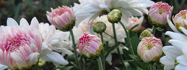 White and pink Chrysanthemums 