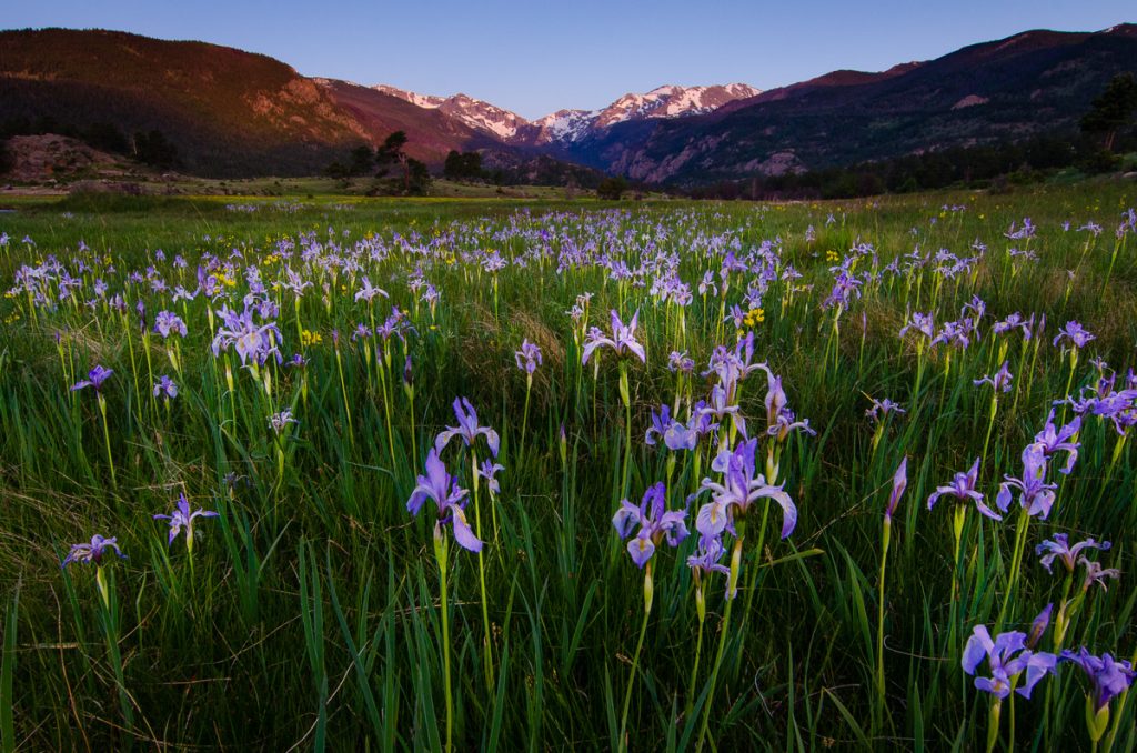 Wild Iris Flowers