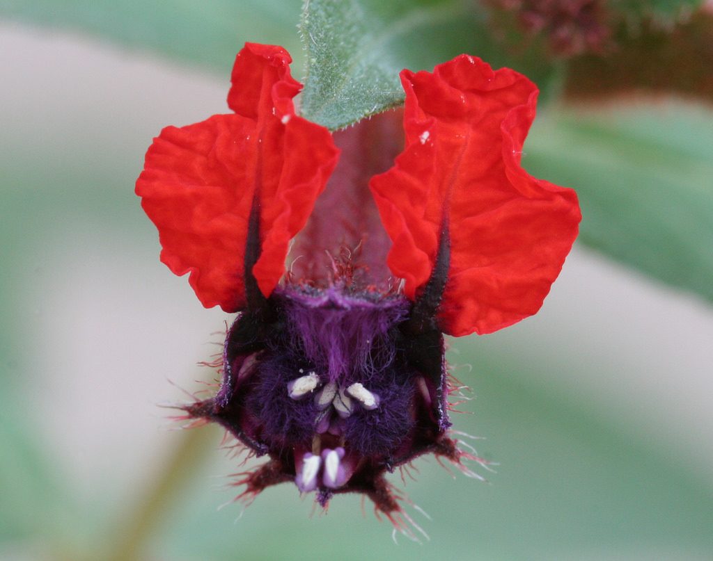 Flowers that don’t really look like flowers
