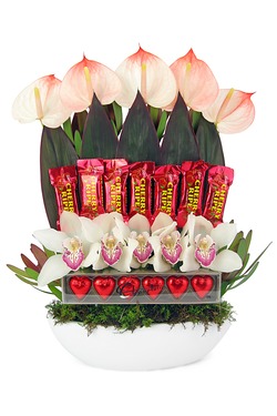 cymbidiums