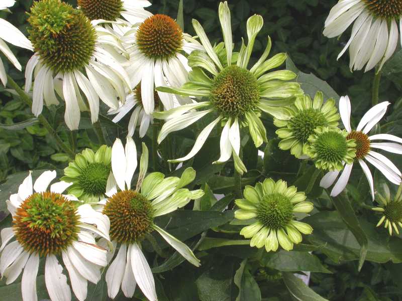 Aster Yellows example