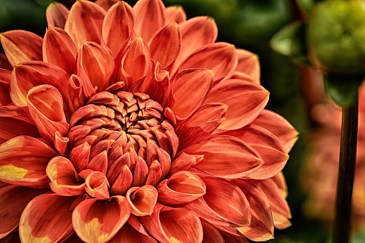 How to Grow Dahlias (Infographic)