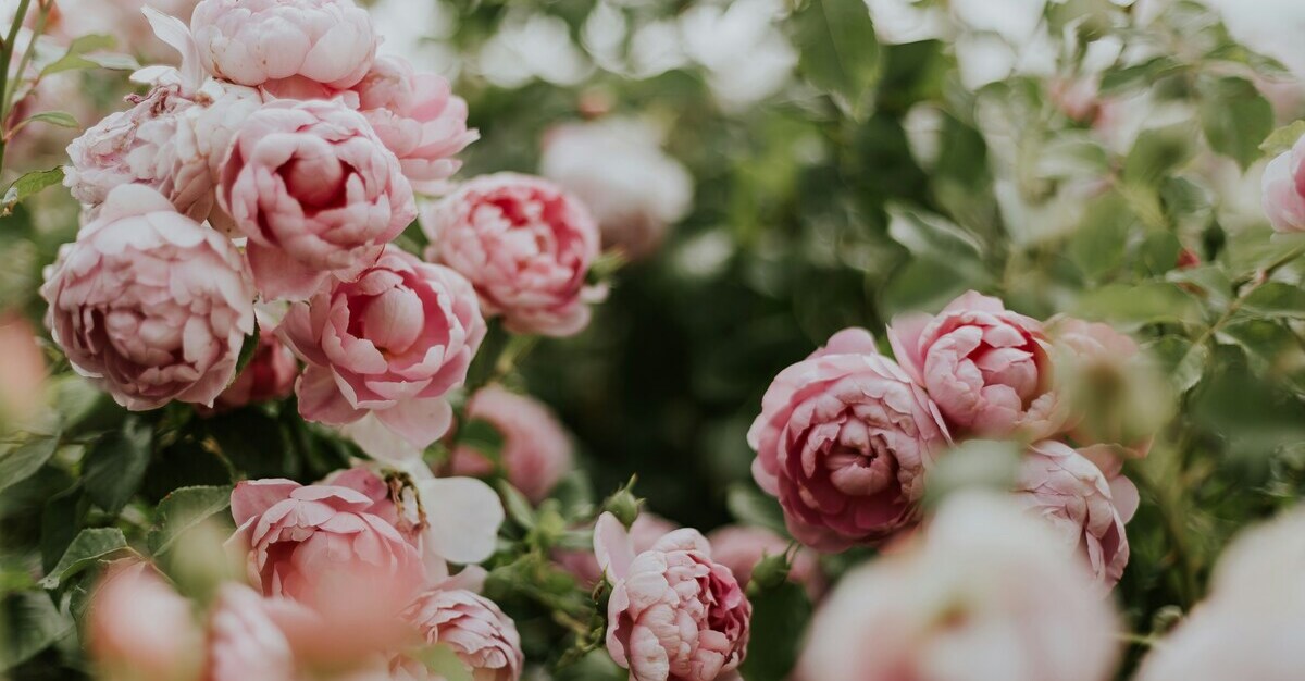 Peonies – A Complete Guide To This Popular Flower