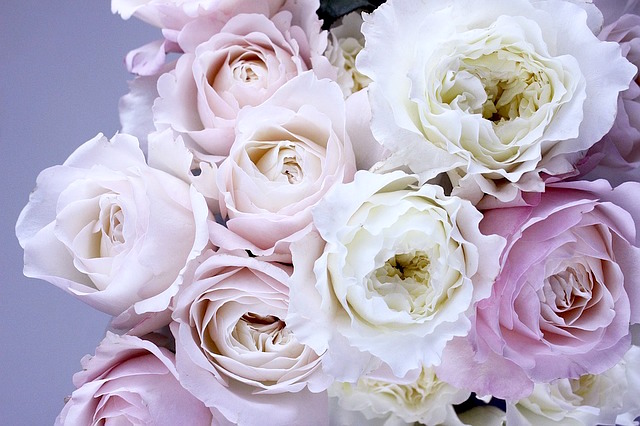 David Austin Roses