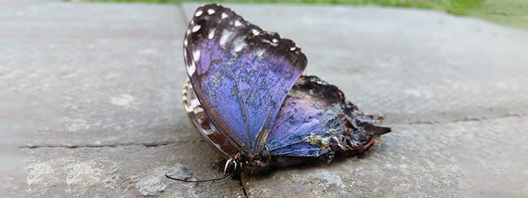 Dead Butterfly