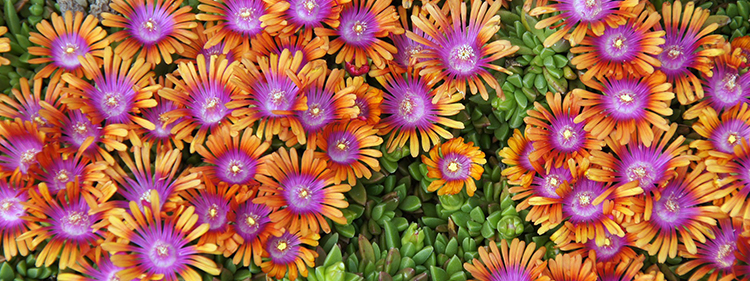 Ice Plant flowers