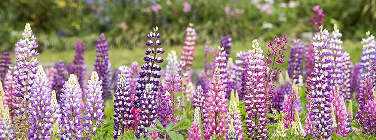 Delphiniums