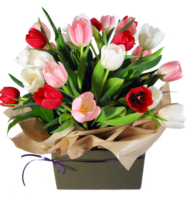 Tulips